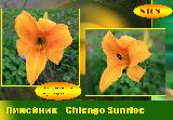 Лилейник  Chicago Sunrise