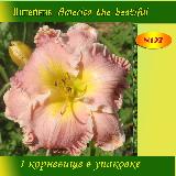 Лилейник America the beatiful