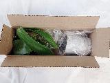 Ландыш белый, ландыш купить для сада, корневище, многолетники