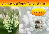 Ландыш белый, ландыш купить для сада, корневище, многолетники