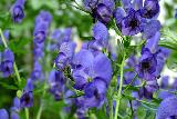 Аконит (борец) Aconitum napellus,