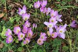 Безвременник великолепный или Колхикум (Colchicum speciosum)