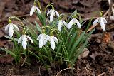 Подснежник или Галантус (Galanthus nivalis)