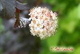 Пузыреплодник коричневый, Physocarpus Diabolo, декоративные кустарники для дачи, для сада