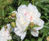 Пион белый  Фестива Максима (Paeonia lactiflora Festiva Maxima), деленки пиона, купить многолетники