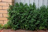 Самшит (Buxus)