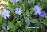 Барвинок малый (Vinca minor)