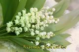 Ландыш белый, ландыш купить для сада, корневище, многолетники