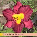 Лилейник Barney