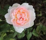 роза Шарифа Асма, саженцы роз, черенки роз