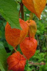 Физалис, Physalis декоративный, корневище физалиса, китайский фонарик