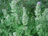 Котовник лимонный (Nepeta cataria L.)