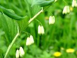 Купена многоцветковая (Polygonatum multiflorum)